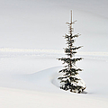 Fir tree and lots of snow in winter Kleinwalsertal Austria