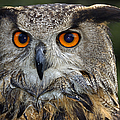 Owl Bubo bubo portrait