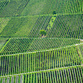 Green Vineyard Pattern Mosel Wine Region Germany